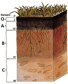 USDA soil profile - from http://en.wikipedia.org/wiki/Soil_horizons